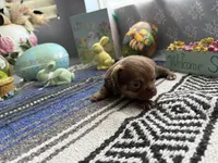 Caramela, a female Chihuahua for sale in Mesa, AZ – Photo 3 of 7