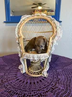 Caramela SC, a female Chihuahua for sale in Mesa, AZ – Photo 8 of 10