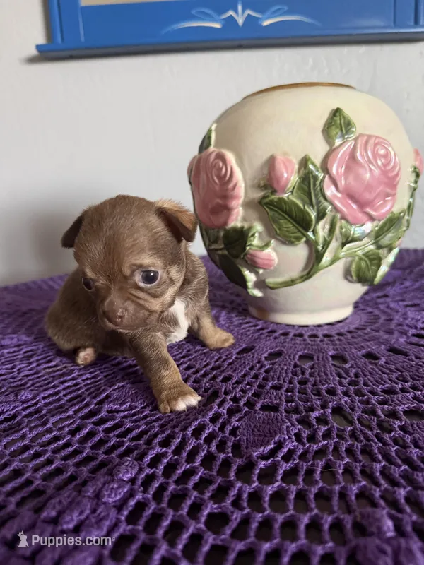 Caramela – Chihuahua puppy for sale in Mesa, AZ