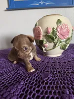 Caramela, a female Chihuahua for sale in Mesa, AZ – Photo 1 of 10