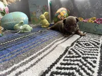 Caramela, a female Chihuahua for sale in Mesa, AZ – Photo 5 of 7