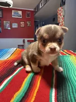 Akc BluTri, a male Chihuahua for sale in Mesa, AZ – 3 of 8