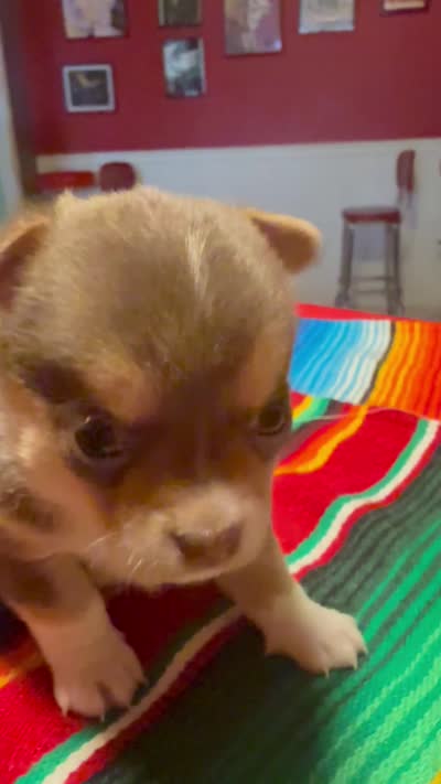 Pending , a male Chihuahua for sale in Mesa, AZ – 7 of 7