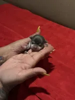 AkcBlu Klaus, a male Chihuahua for sale in Mesa, AZ – 4 of 7