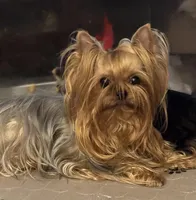 Zanie, a female Yorkshire Terrier for sale in Claremore, OK – 7 of 10