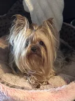 Zanie, a female Yorkshire Terrier for sale in Claremore, OK – 4 of 10