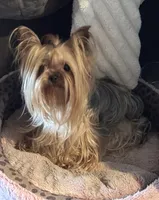 Zanie, a female Yorkshire Terrier for sale in Claremore, OK – 8 of 10