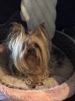 Zanie, a female Yorkshire Terrier for sale in Claremore, OK – 2 of 10