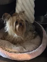 Zanie, a female Yorkshire Terrier for sale in Claremore, OK – 9 of 10