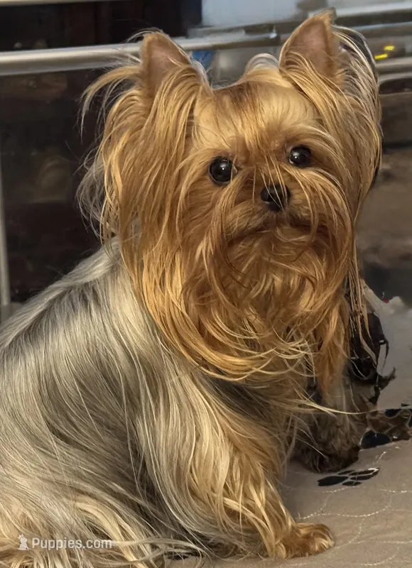 Zanie – Yorkshire Terrier puppy for sale in Claremore, OK