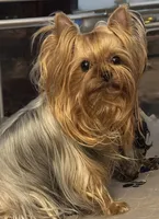 Zanie, a female Yorkshire Terrier for sale in Claremore, OK – 1 of 10