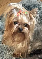 Zanie, a female Yorkshire Terrier for sale in Claremore, OK – 6 of 10