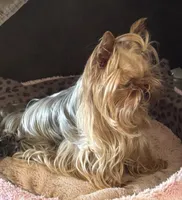 Zanie, a female Yorkshire Terrier for sale in Claremore, OK – 5 of 10
