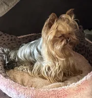 Zanie, a female Yorkshire Terrier for sale in Claremore, OK – 3 of 10
