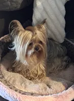Zanie, a female Yorkshire Terrier for sale in Claremore, OK – 10 of 10