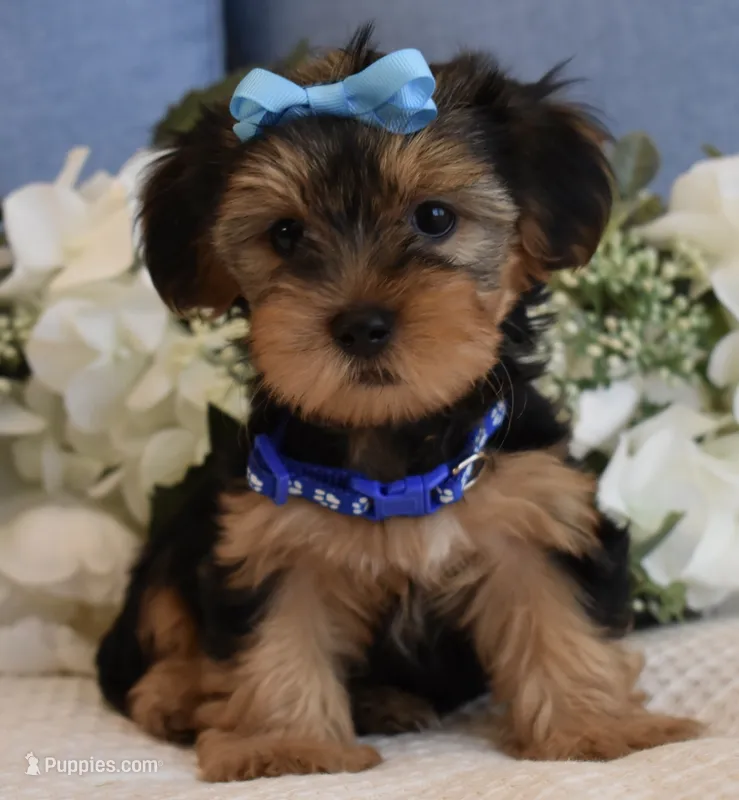 Elvis  – Yorkshire Terrier puppy for sale in Menifee, CA
