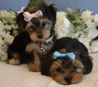 Elvis , a male Yorkshire Terrier for sale in Menifee, CA – 5 of 6