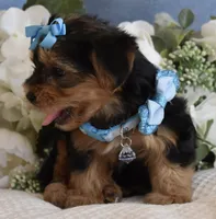 P-Wee, a male Yorkshire Terrier for sale in Menifee, CA – 2 of 5