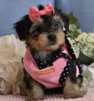 Twinkie , a female Yorkshire Terrier for sale in Menifee, CA – 4 of 5