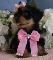 Zoe , a female Yorkshire Terrier for sale in Menifee, CA – 4 of 4