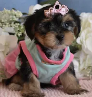 Brooklyn , a female Yorkshire Terrier for sale in Menifee, CA – 6 of 6