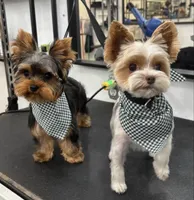 Bugsy , a male Yorkshire Terrier for sale in Menifee, CA – 7 of 7