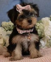 Twinkie , a female Yorkshire Terrier for sale in Menifee, CA – 2 of 7