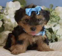 P-Wee, a male Yorkshire Terrier for sale in Menifee, CA – 4 of 5