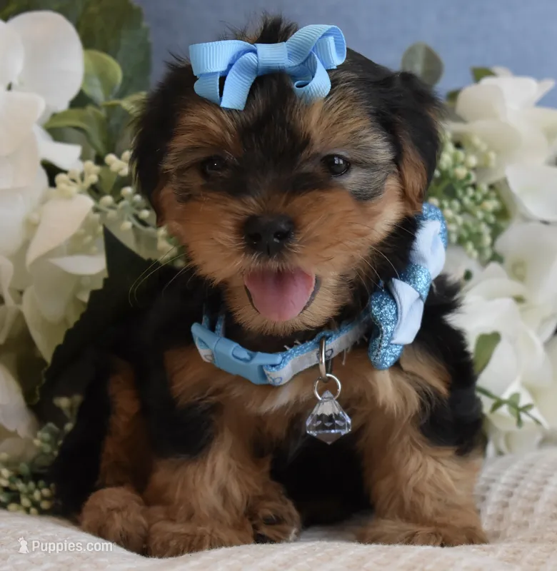 P-Wee – Yorkshire Terrier puppy for sale in Menifee, CA