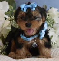 P-Wee, a male Yorkshire Terrier for sale in Menifee, CA – 1 of 5