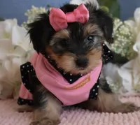Twinkie , a female Yorkshire Terrier for sale in Menifee, CA – 5 of 5