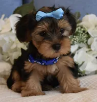 Elvis , a male Yorkshire Terrier for sale in Menifee, CA – 2 of 6