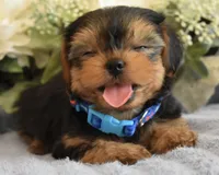 Bugsy , a male Yorkshire Terrier for sale in Menifee, CA – 4 of 7