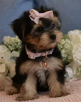 Twinkie , a female Yorkshire Terrier for sale in Menifee, CA – 3 of 7