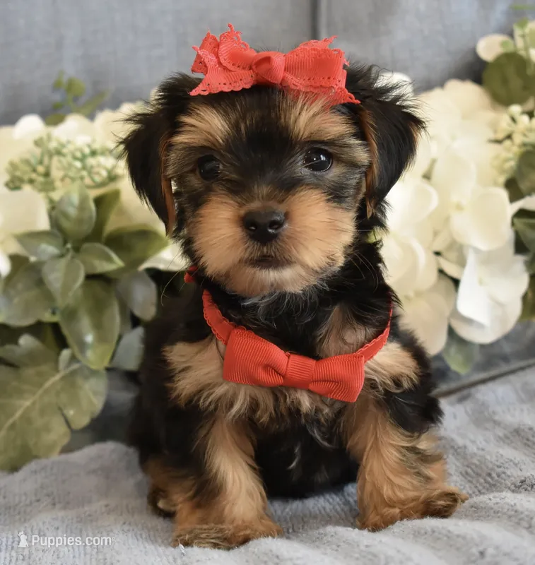 Benji – Yorkshire Terrier puppy for sale in Menifee, CA