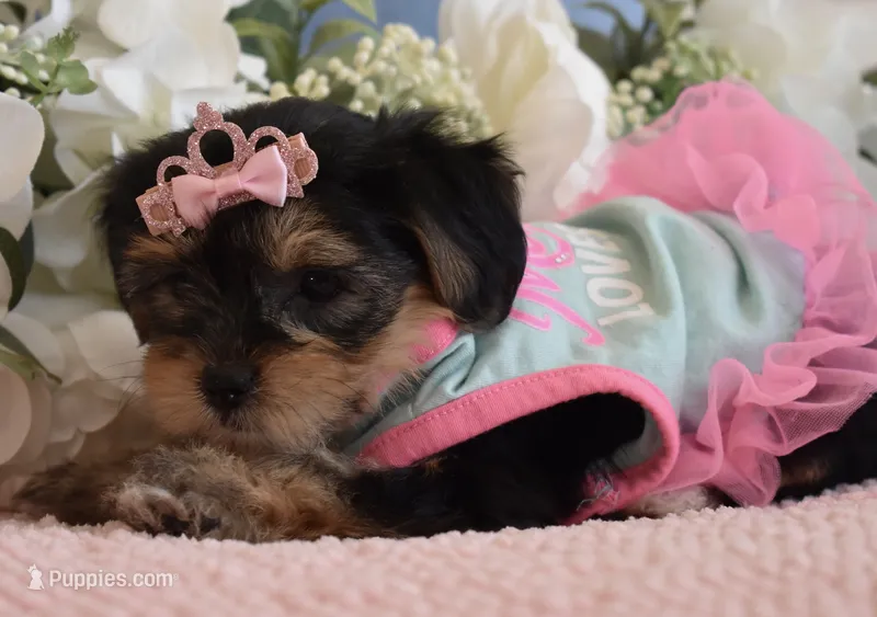 Brooklyn  – Yorkshire Terrier puppy for sale in Menifee, CA
