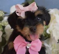 Zoe , a female Yorkshire Terrier for sale in Menifee, CA – 2 of 4