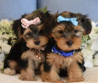 Twinkie , a female Yorkshire Terrier for sale in Menifee, CA – 5 of 7