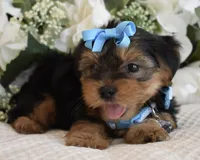 P-Wee, a male Yorkshire Terrier for sale in Menifee, CA – 3 of 5