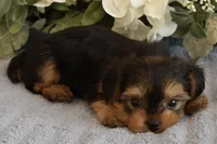 Bugsy , a male Yorkshire Terrier for sale in Menifee, CA – 2 of 7