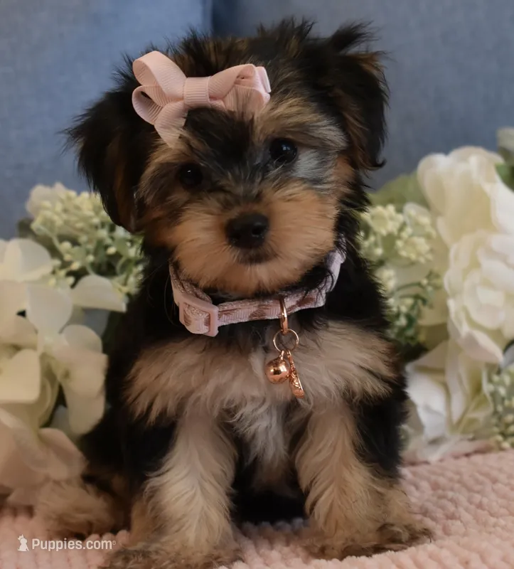 Twinkie  – Yorkshire Terrier puppy for sale in Menifee, CA