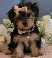Twinkie , a female Yorkshire Terrier for sale in Menifee, CA – 1 of 7