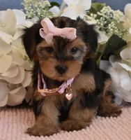 Star , a female Yorkshire Terrier for sale in Menifee, CA – 4 of 4