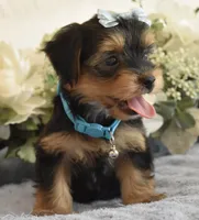 Benji, a male Yorkshire Terrier for sale in Menifee, CA – 2 of 6