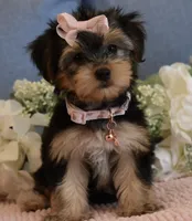 Twinkie , a female Yorkshire Terrier for sale in Menifee, CA – 4 of 7