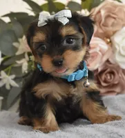 Benji, a male Yorkshire Terrier for sale in Menifee, CA – 5 of 6