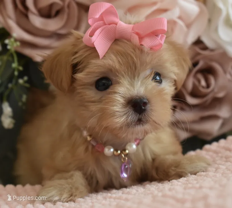 Pebbles  – Yorkshire Terrier puppy for sale in Menifee, CA