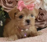 Pebbles , a female Yorkshire Terrier for sale in Menifee, CA – 1 of 7