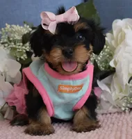 Zoe , a female Yorkshire Terrier for sale in Menifee, CA – 1 of 4