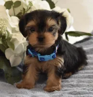 Bugsy , a male Yorkshire Terrier for sale in Menifee, CA – 6 of 7